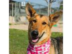 Adopt Lacey a Tan/Yellow/Fawn Collie / Mixed dog in Waco, TX (40843414)