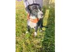 Adopt Dori a Black - with White Boxer / Labrador Retriever / Mixed dog in