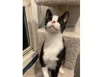 Adopt Joffrey a Black & White or Tuxedo Domestic Shorthair (short coat) cat in