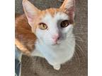 Adopt Peter a White (Mostly) Domestic Shorthair (short coat) cat in Philadephia