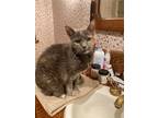 Adopt Shannon a Tortoiseshell Domestic Shorthair (short coat) cat in