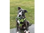 Adopt Blu a Gray/Silver/Salt & Pepper - with White Pit Bull Terrier / Mixed dog