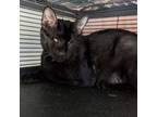 Adopt Kassy a All Black Bombay (short coat) cat in Hollywood, FL (41053736)