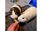 Adopt Charlotte a White Guinea Pig / Guinea Pig / Mixed (short coat) small