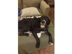 Adopt Remy a Black - with White Labradoodle / Mixed dog in Georgetown