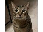 Adopt Marcos a Brown Tabby Tabby (short coat) cat in Hollywood, FL (41053732)