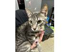 Adopt Truman a Gray, Blue or Silver Tabby Domestic Shorthair (short coat) cat in