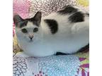 Adopt Sarah a White (Mostly) Domestic Shorthair (short coat) cat in Hollywood