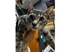 Adopt Rosy a Gray, Blue or Silver Tabby Domestic Shorthair (short coat) cat in