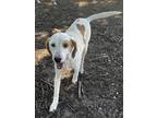 Adopt BASTION a White Mixed Breed (Medium) / Mixed dog in Fernandina Beach