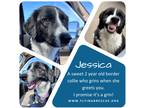 Adopt Jessica Lovejoy a Black - with White Border Collie / Mixed dog in Ennis