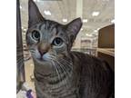 Adopt Peyton a Tan or Fawn Tabby Tabby (short coat) cat in Hollywood