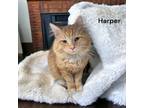 Adopt Harper a Orange or Red Domestic Mediumhair / Domestic Shorthair / Mixed