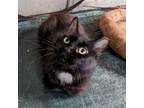 Adopt Casanova a Black (Mostly) Manx (long coat) cat in Hollywood, FL (41036783)