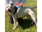 Adopt Alaska (11 Shirley) a Mixed Breed (Medium) / Mixed dog in Pine Bluff