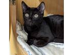 Adopt MJ a All Black Domestic Shorthair (short coat) cat in Hollywood