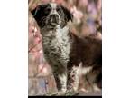 Adopt Keith a Black - with White Cattle Dog / Terrier (Unknown Type