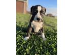 Adopt Gertrude a Black - with White Pit Bull Terrier / Mixed Breed (Medium) /