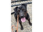 Adopt Wiggles a Brindle Plott Hound / Mixed dog in Okatie, SC (40850726)