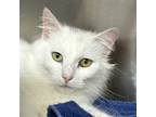 Adopt Plume a White Domestic Longhair / Domestic Shorthair / Mixed cat in