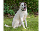 Adopt Bandit a White Australian Cattle Dog / Mixed dog in Tyler, TX (35421046)