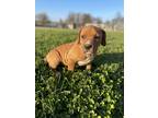 Adopt Scooby a Tan/Yellow/Fawn Pit Bull Terrier / Mixed Breed (Medium) / Mixed
