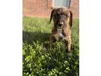 Adopt Astro a Brown/Chocolate - with White Pit Bull Terrier / Mixed Breed