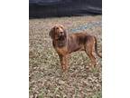 Adopt Grace a Bloodhound / Mixed dog in WAYNESVILLE, GA (41051442)