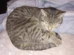 Adopt Bit Bit a Tan or Fawn Tabby Tabby (short coat) cat in Marion