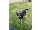 Adopt Rosie a Black - with Tan, Yellow or Fawn Shepherd (Unknown Type) / Mixed