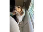 Adopt Cedar a Black Beagle / Mixed dog in Fresno, CA (41053108)