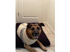 Adopt Max a Brown/Chocolate German Shepherd Dog / Mixed dog in Fresno