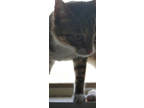 Adopt Hershey a Brown or Chocolate Domestic Shorthair / Domestic Shorthair /