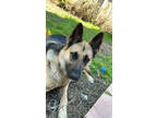 Adopt Nala a Black German Shepherd Dog / Mixed dog in Fresno, CA (41053105)