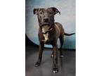 Adopt Turko a Brown/Chocolate American Pit Bull Terrier / Mixed Breed (Medium) /