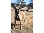Adopt Savannah a Tan/Yellow/Fawn Belgian Malinois / German Shepherd Dog / Mixed