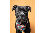 Adopt Ace a Black Mixed Breed (Large) / Mixed dog in Atlanta, GA (40976161)