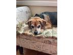 Adopt Max a Tricolor (Tan/Brown & Black & White) Beagle / Mixed dog in Toronto