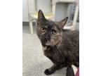 Adopt Toffee a All Black Domestic Shorthair / Mixed Breed (Medium) / Mixed