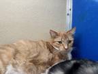 Adopt Nova a Orange or Red Domestic Shorthair / Domestic Shorthair / Mixed cat
