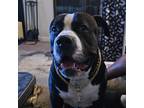 Adopt Fif a Black - with White American Staffordshire Terrier / Mixed dog in