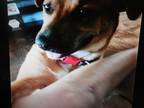 Adopt Rambo a Tan/Yellow/Fawn - with Black Boxer / Rottweiler / Mixed dog in egg