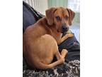 Adopt Buck a Vizsla / Boxer / Mixed (short coat) dog in Medford, WI (39462401)
