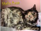 Adopt Stella Rose a Domestic Shorthair / Mixed (short coat) cat in Cambridge