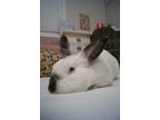 Adopt Wudoc a Californian / Mixed (short coat) rabbit in Pflugerville