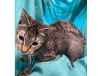 Adopt Star a Domestic Mediumhair / Mixed (short coat) cat in Pittsfield