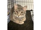 Adopt Sarah a Domestic Shorthair / Mixed (short coat) cat in Pittsfield