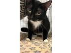 Adopt Laken a Domestic Shorthair / Mixed (short coat) cat in Pittsfield