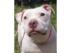 Adopt Clover a White Mixed Breed (Large) / Mixed dog in Blackwood, NJ (41046484)