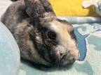 Adopt Roi a Harlequin Mini Rex / Mixed rabbit in Naples, FL (40992622)